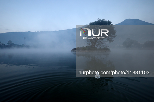 A domestic goose swims in the Taudaha wetland on the outskirts of Kathmandu, Nepal, on December 19, 2024. 