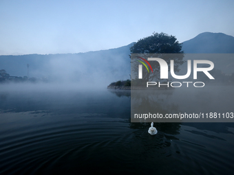 A domestic goose swims in the Taudaha wetland on the outskirts of Kathmandu, Nepal, on December 19, 2024. (