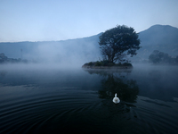 A domestic goose swims in the Taudaha wetland on the outskirts of Kathmandu, Nepal, on December 19, 2024. (