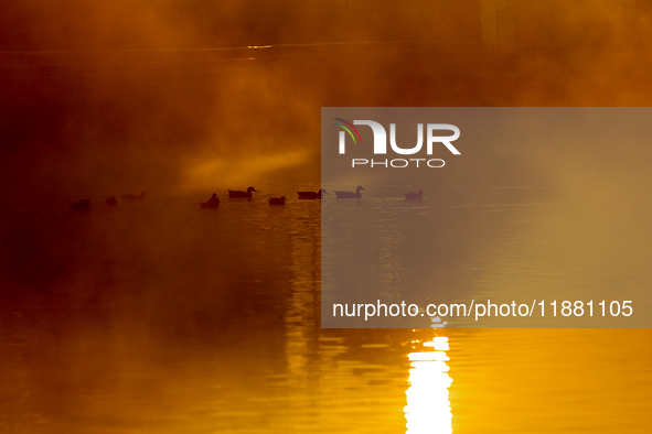 A migratory greylag goose swims in the Taudaha wetland on the outskirts of Kathmandu, Nepal, on December 19, 2024. 