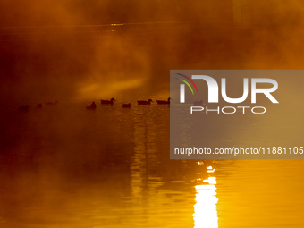 A migratory greylag goose swims in the Taudaha wetland on the outskirts of Kathmandu, Nepal, on December 19, 2024. (