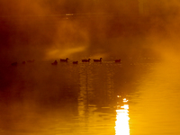 A migratory greylag goose swims in the Taudaha wetland on the outskirts of Kathmandu, Nepal, on December 19, 2024. (