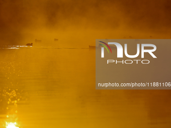 A migratory greylag goose swims in the Taudaha wetland on the outskirts of Kathmandu, Nepal, on December 19, 2024. (