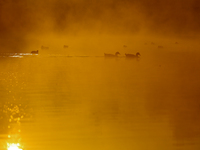 A migratory greylag goose swims in the Taudaha wetland on the outskirts of Kathmandu, Nepal, on December 19, 2024. (