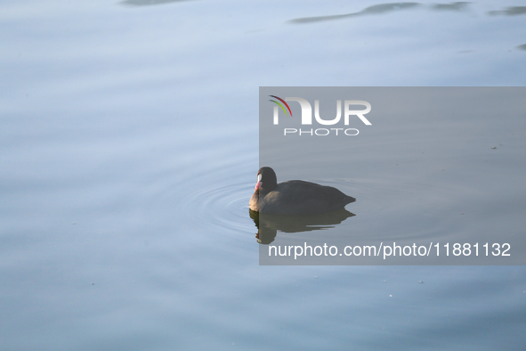 A Eurasian Coot swims in the Taudaha wetland on the outskirts of Kathmandu, Nepal, on December 19, 2024. 