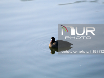 A Eurasian Coot swims in the Taudaha wetland on the outskirts of Kathmandu, Nepal, on December 19, 2024. (