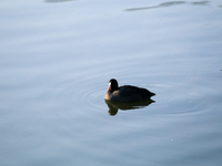 A Eurasian Coot swims in the Taudaha wetland on the outskirts of Kathmandu, Nepal, on December 19, 2024. (