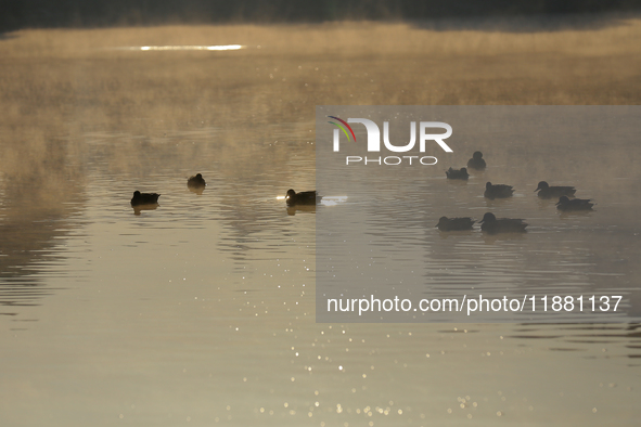 Migratory birds swim on the Taudaha wetland on the outskirts of Kathmandu, Nepal, on December 19, 2024. 