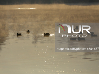 Migratory birds swim on the Taudaha wetland on the outskirts of Kathmandu, Nepal, on December 19, 2024. (