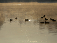 Migratory birds swim on the Taudaha wetland on the outskirts of Kathmandu, Nepal, on December 19, 2024. (