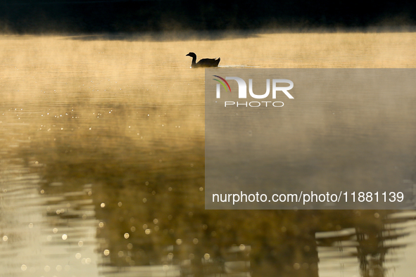 A migratory bird swims on the Taudaha wetland on the outskirts of Kathmandu, Nepal, on December 19, 2024. 