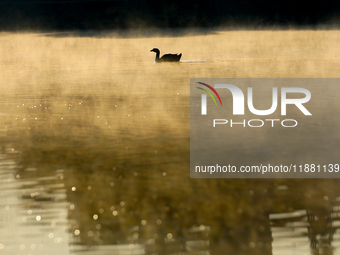 A migratory bird swims on the Taudaha wetland on the outskirts of Kathmandu, Nepal, on December 19, 2024. (