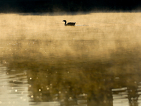 A migratory bird swims on the Taudaha wetland on the outskirts of Kathmandu, Nepal, on December 19, 2024. (