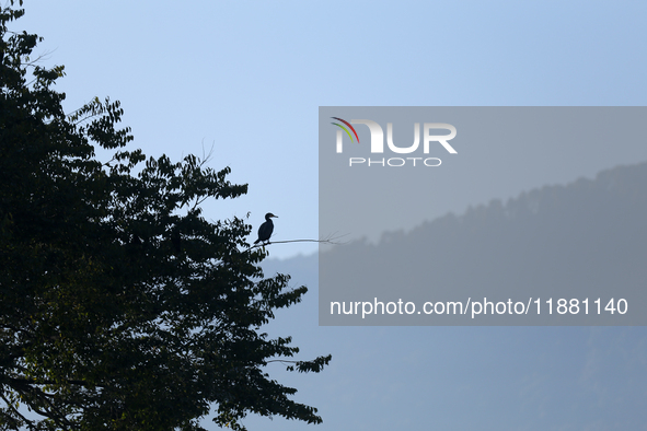 A Great Cormorant sits on the branch of a tree on the edge of Taudaha wetland in the outskirts of Kathmandu, Nepal, on December 19, 2024. 