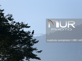 A Great Cormorant sits on the branch of a tree on the edge of Taudaha wetland in the outskirts of Kathmandu, Nepal, on December 19, 2024. (