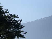 A Great Cormorant sits on the branch of a tree on the edge of Taudaha wetland in the outskirts of Kathmandu, Nepal, on December 19, 2024. (