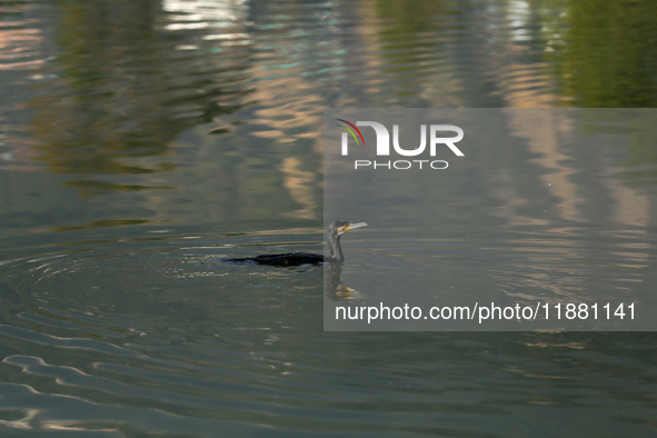 A Great Cormorant swims on the Taudaha wetland on the outskirts of Kathmandu, Nepal, on December 19, 2024. 