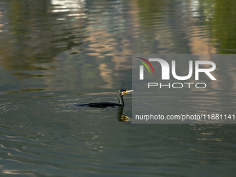 A Great Cormorant swims on the Taudaha wetland on the outskirts of Kathmandu, Nepal, on December 19, 2024. (