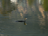 A Great Cormorant swims on the Taudaha wetland on the outskirts of Kathmandu, Nepal, on December 19, 2024. (