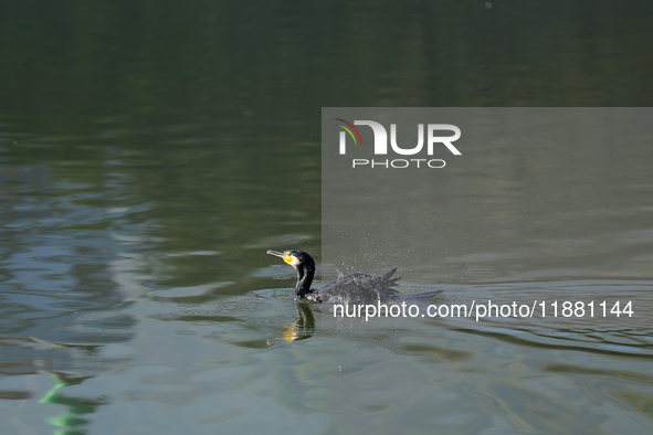 A Great Cormorant swims on the Taudaha wetland on the outskirts of Kathmandu, Nepal, on December 19, 2024. 