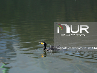 A Great Cormorant swims on the Taudaha wetland on the outskirts of Kathmandu, Nepal, on December 19, 2024. (