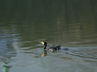 A Great Cormorant swims on the Taudaha wetland on the outskirts of Kathmandu, Nepal, on December 19, 2024. (