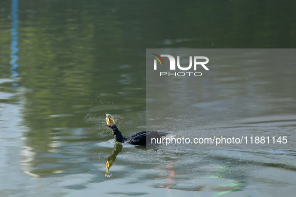 A Great Cormorant swims on the Taudaha wetland on the outskirts of Kathmandu, Nepal, on December 19, 2024. 