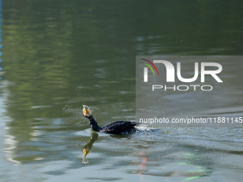 A Great Cormorant swims on the Taudaha wetland on the outskirts of Kathmandu, Nepal, on December 19, 2024. (