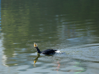 A Great Cormorant swims on the Taudaha wetland on the outskirts of Kathmandu, Nepal, on December 19, 2024. (