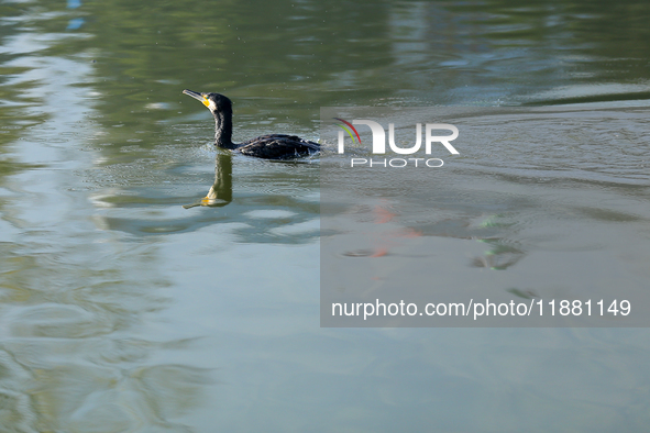 A Great Cormorant swims on the Taudaha wetland on the outskirts of Kathmandu, Nepal, on December 19, 2024. 