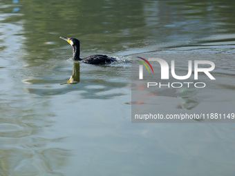 A Great Cormorant swims on the Taudaha wetland on the outskirts of Kathmandu, Nepal, on December 19, 2024. (