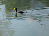 A Great Cormorant swims on the Taudaha wetland on the outskirts of Kathmandu, Nepal, on December 19, 2024. (