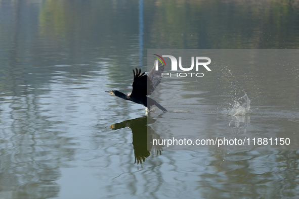 A Great Cormorant swims on the Taudaha wetland on the outskirts of Kathmandu, Nepal, on December 19, 2024. 