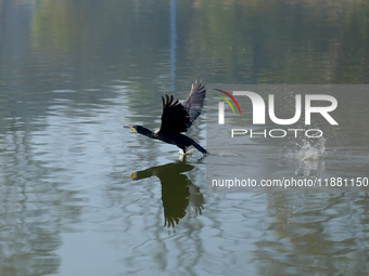 A Great Cormorant swims on the Taudaha wetland on the outskirts of Kathmandu, Nepal, on December 19, 2024. (