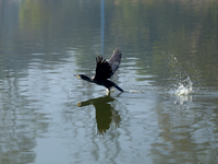 A Great Cormorant swims on the Taudaha wetland on the outskirts of Kathmandu, Nepal, on December 19, 2024. (