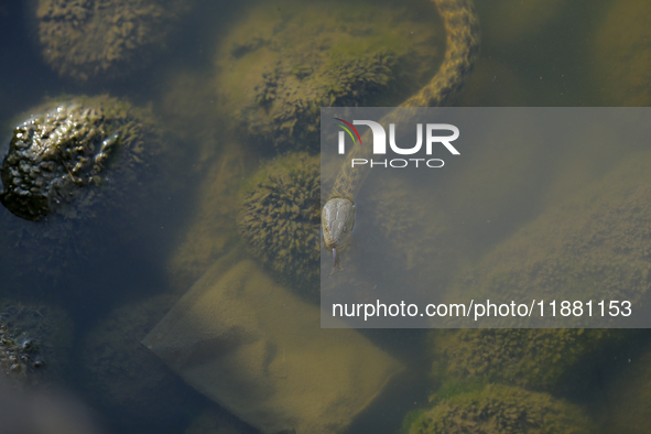 A water snake is seen in the Taudaha wetland on the outskirts of Kathmandu, Nepal, on December 19, 2024. 