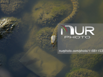 A water snake is seen in the Taudaha wetland on the outskirts of Kathmandu, Nepal, on December 19, 2024. (