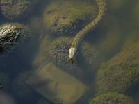 A water snake is seen in the Taudaha wetland on the outskirts of Kathmandu, Nepal, on December 19, 2024. (