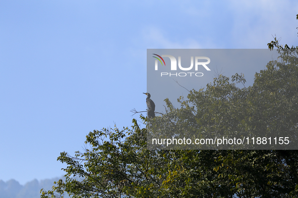 A Great Cormorant sits on the branch of a tree on the edge of Taudaha wetland in the outskirts of Kathmandu, Nepal, on December 19, 2024. 