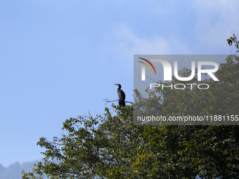 A Great Cormorant sits on the branch of a tree on the edge of Taudaha wetland in the outskirts of Kathmandu, Nepal, on December 19, 2024. (