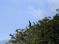 A Great Cormorant sits on the branch of a tree on the edge of Taudaha wetland in the outskirts of Kathmandu, Nepal, on December 19, 2024. (