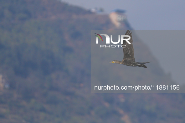 A Great Cormorant takes flight in the outskirts of Kathmandu, Nepal, on December 19, 2024. 