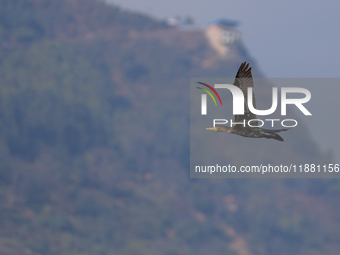 A Great Cormorant takes flight in the outskirts of Kathmandu, Nepal, on December 19, 2024. (