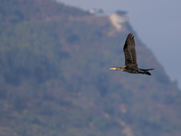 A Great Cormorant takes flight in the outskirts of Kathmandu, Nepal, on December 19, 2024. (