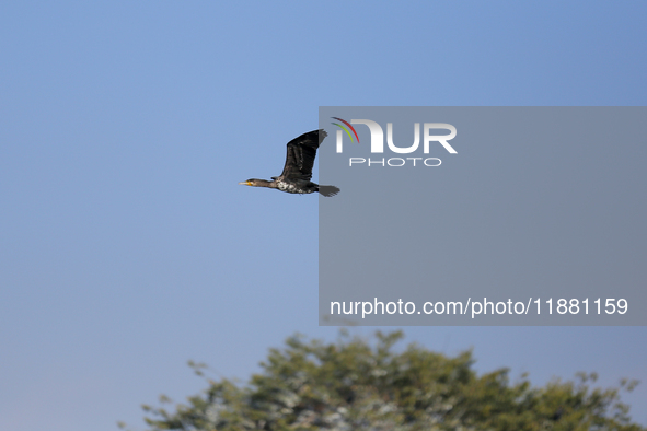 A Great Cormorant takes flight in the outskirts of Kathmandu, Nepal, on December 19, 2024. 