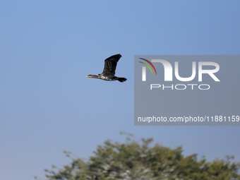 A Great Cormorant takes flight in the outskirts of Kathmandu, Nepal, on December 19, 2024. (