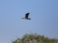 A Great Cormorant takes flight in the outskirts of Kathmandu, Nepal, on December 19, 2024. (