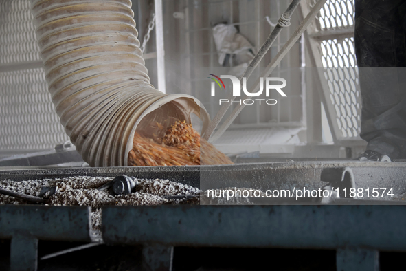 Grain is poured into a container at a grain elevator in Chernihiv region, Ukraine, on December 18, 2024. NO USE RUSSIA. NO USE BELARUS. 