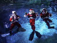 A diver dressed as Santa Claus prepares for a feeding performance to celebrate Christmas at Sea Life Bangkok Ocean World aquarium in Bangkok...