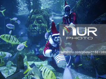 A diver dressed as Santa Claus feeds the fish during a special seasonal feeding performance to celebrate Christmas at Sea Life Bangkok Ocean...